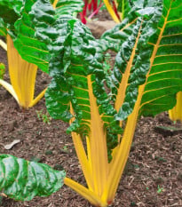 Mangold žlutý - Beta vulgaris - osivo mangoldu - 15 ks