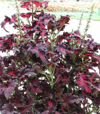 Africká kopřiva Wizard Black Dragon - Coleus blumei - osivo africké kopřivy - 30 ks