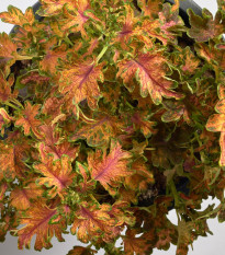 Africká kopřiva Wizard Scarlet - Coleus blumei - osivo africké kopřivy - 30 ks