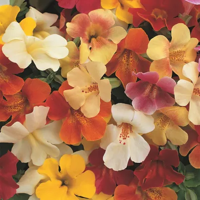 Kejklířka zkřížená Magic Mix F1 - Mimulus hybridus - osivo kejklířky - 50 ks