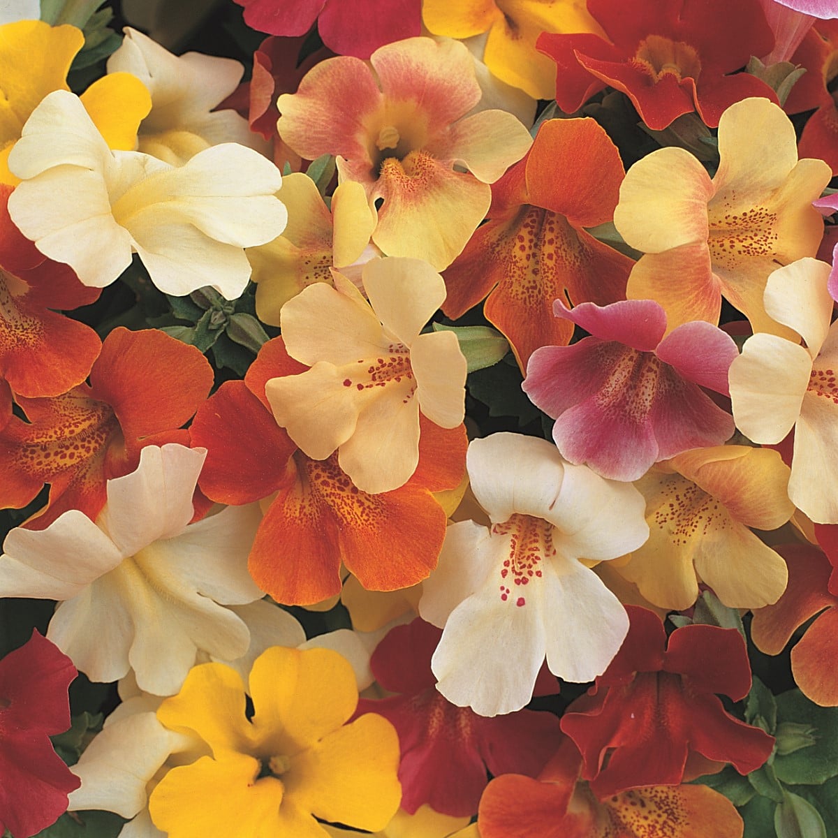 Kejklířka zkřížená Magic Mix F1 - Mimulus hybridus - osivo kejklířky - 50 ks