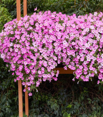 Petúnie Diamond Pearly Shades F1 - Petunia hybrida - osivo petúnie - 12 ks