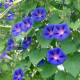 BIO Povíjnice fialová - Ipomoea purpurea - bio osivo povíjnice - 30 ks