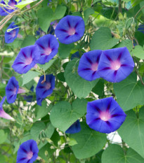 BIO Povíjnice fialová - Ipomoea purpurea - bio osivo povíjnice - 30 ks