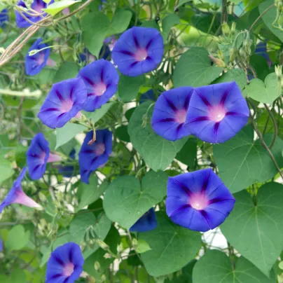 BIO Povíjnice fialová - Ipomoea purpurea - bio osivo povíjnice - 30 ks
