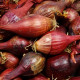 BIO Cibule Red Baron - Allium cepa - bio osivo cibule - 100 ks