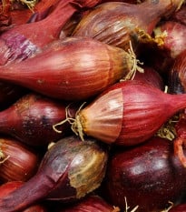 BIO Cibule Red Baron - Allium cepa - bio osivo cibule - 100 ks