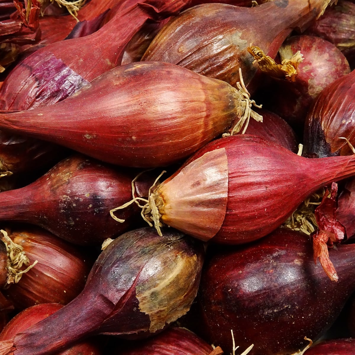 BIO Cibule Red Baron - Allium cepa - bio osivo cibule - 100 ks