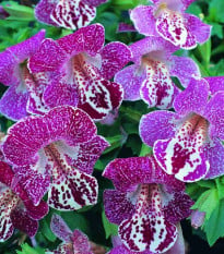 Kejklířka tečkovaná White Flame - Mimulus - osivo kejklířky - 20 ks