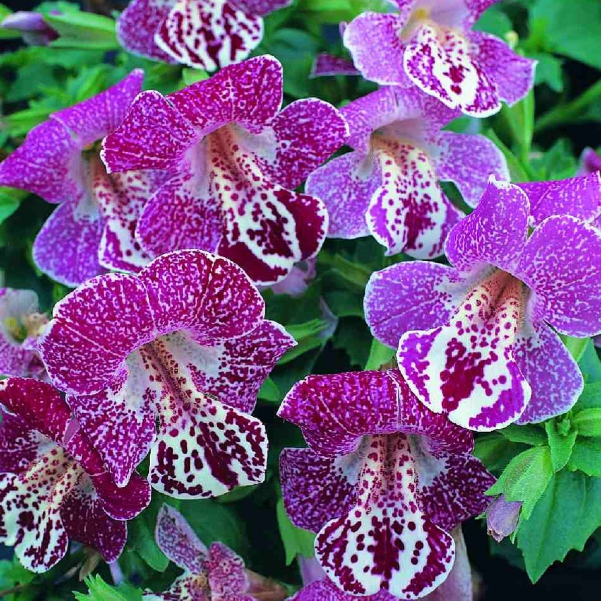 Kejklířka tečkovaná White Flame - Mimulus - osivo kejklířky - 20 ks