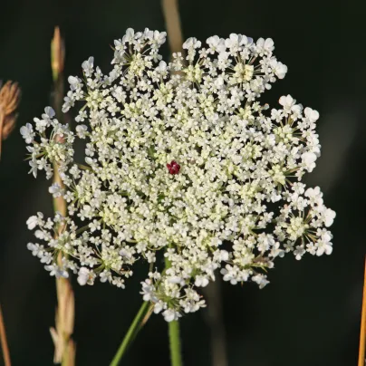 Mrkev Wildform - Daucus carota - osivo mrkve - 250 ks