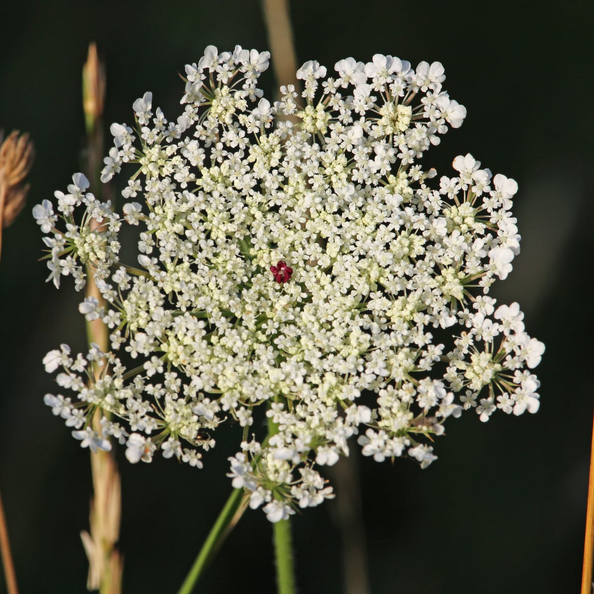 Mrkev Wildform - Daucus carota - osivo mrkve - 250 ks