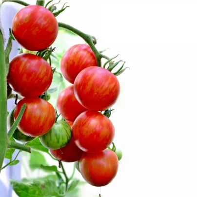 BIO Rajče Tigerella - Solanum lycopersicum - bio osivo rajčat - 6 ks