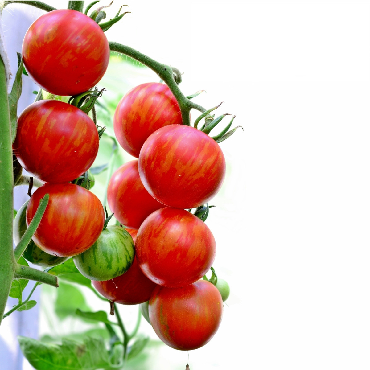 BIO Rajče Tigerella - Solanum lycopersicum - bio osivo rajčat - 6 ks