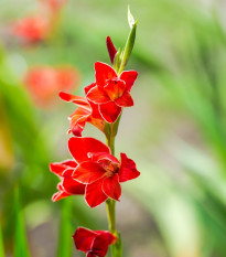 Gladiol Atom - Gladiolus - hlízy gladiol - 3 ks