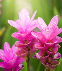 Kurkuma růžová - Curcuma alismatifolia - hlízy kurkumy - 1 ks