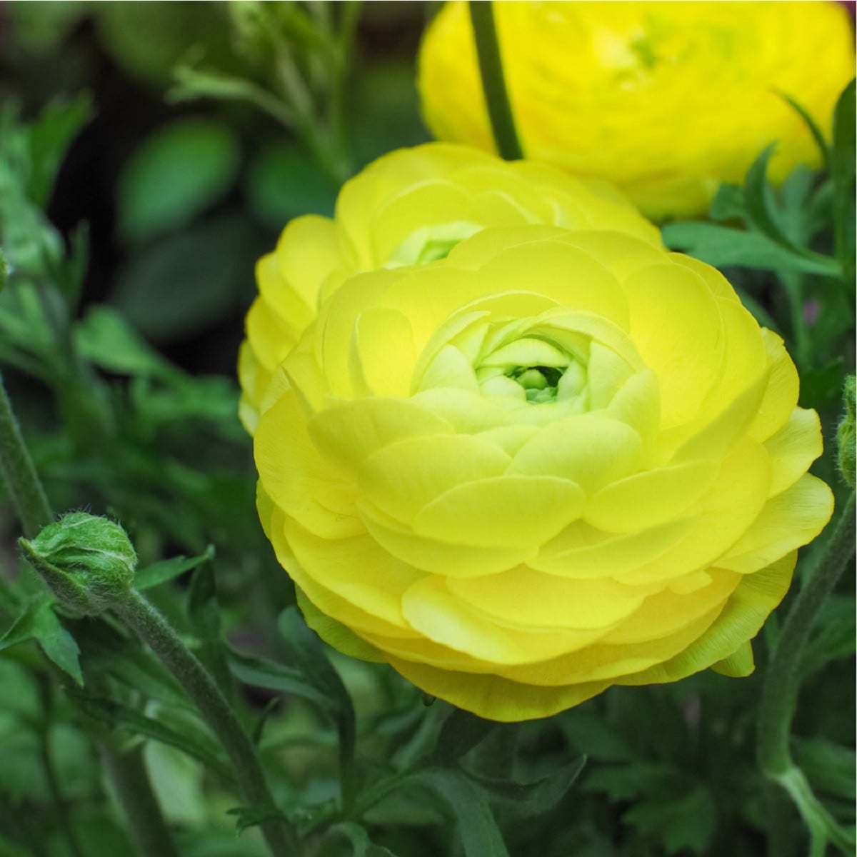 Pryskyřník žlutý plnokvětý - Ranunculus asiaticus - hlízy pryskyřníků - 3 ks
