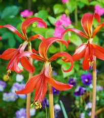 Sprekélie červená - Sprekelia formosissima - cibule sprekélie - 1 ks