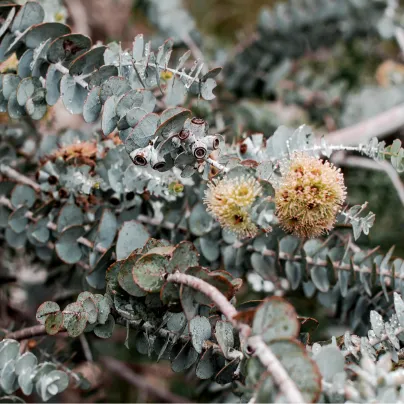 Eucalyptus cinerea - Eucalyptus cinerea - osivo eukalyptu - 8 ks