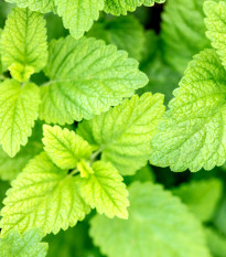 Meduňka Limoncello - Melissa officinalis - osivo meduňky - 20 ks