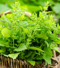 Meduňka Mandarina - Melissa officinalis - osivo meduňky - 20 ks
