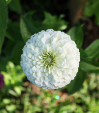 Ostálka Zinderella White - Zinnia elegans - osivo ostálky - 20 ks