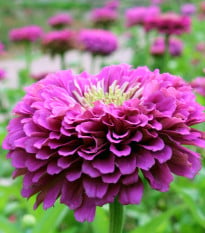 Ostálka Zinderella Purple - Zinnia elegans - osivo ostálky - 20 ks
