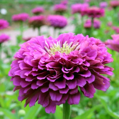 Ostálka Zinderella Purple - Zinnia elegans - osivo ostálky - 20 ks