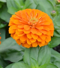 Ostálka Zinderella Orange - Zinnia elegans - osivo ostálky - 20 ks