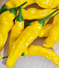 Chilli Lemon Drop - Capsicum baccatum - osivo chilli - 7 ks