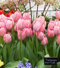 Tulipán Van Eijk - Tulipa - cibule tulipánů - 3 ks