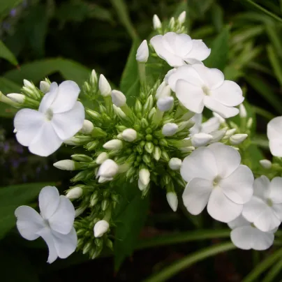 Plaménka bílá - Phlox - prostokořenná sazenice plaménky - 1 ks