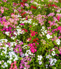 Hvozdík trpaslíčí směs - Dianthus caryophyllus - osivo hvozdíku - 130 ks