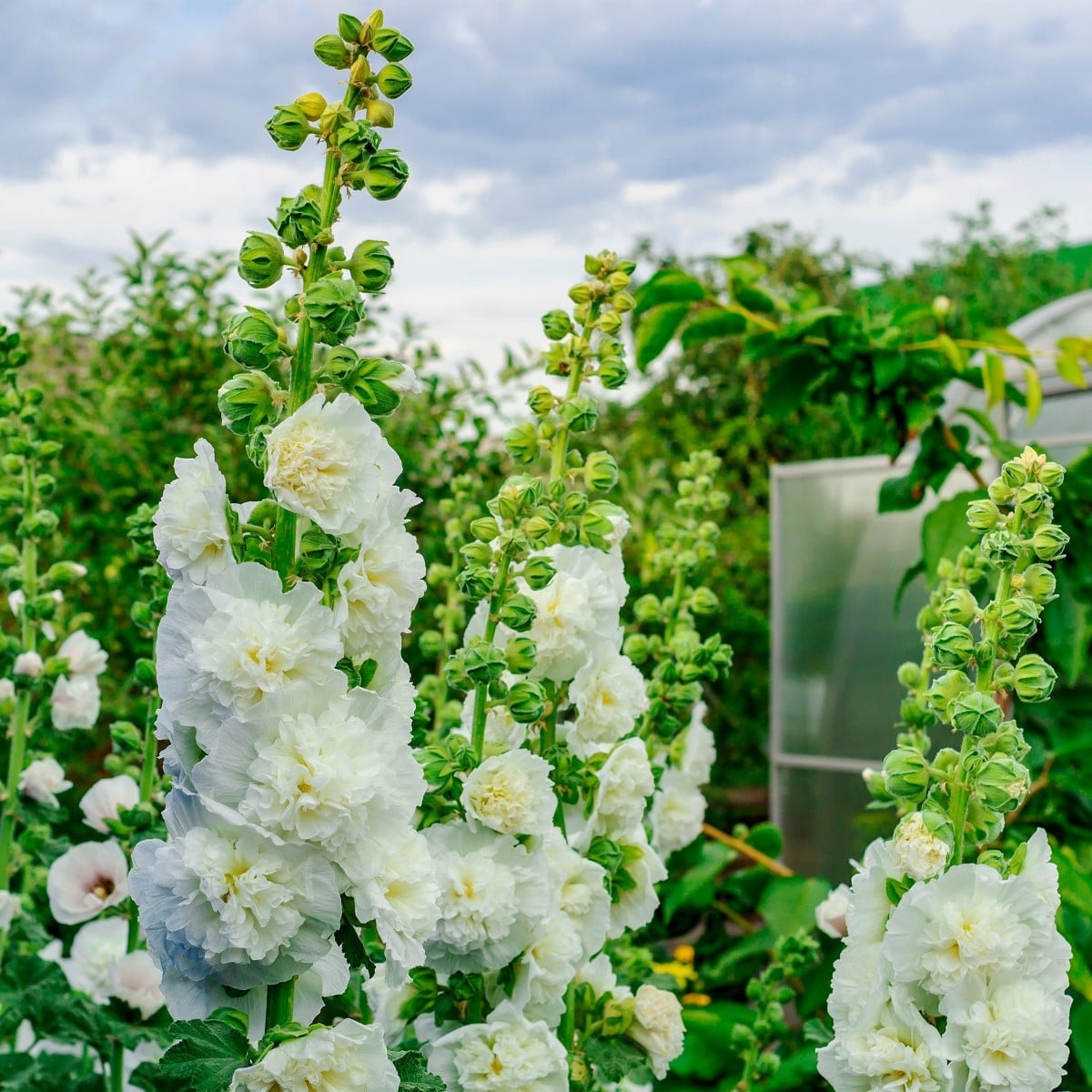 Topolovka plnokvětá bílá Chaters - Alcea rosea - osivo topolovky - 12 ks
