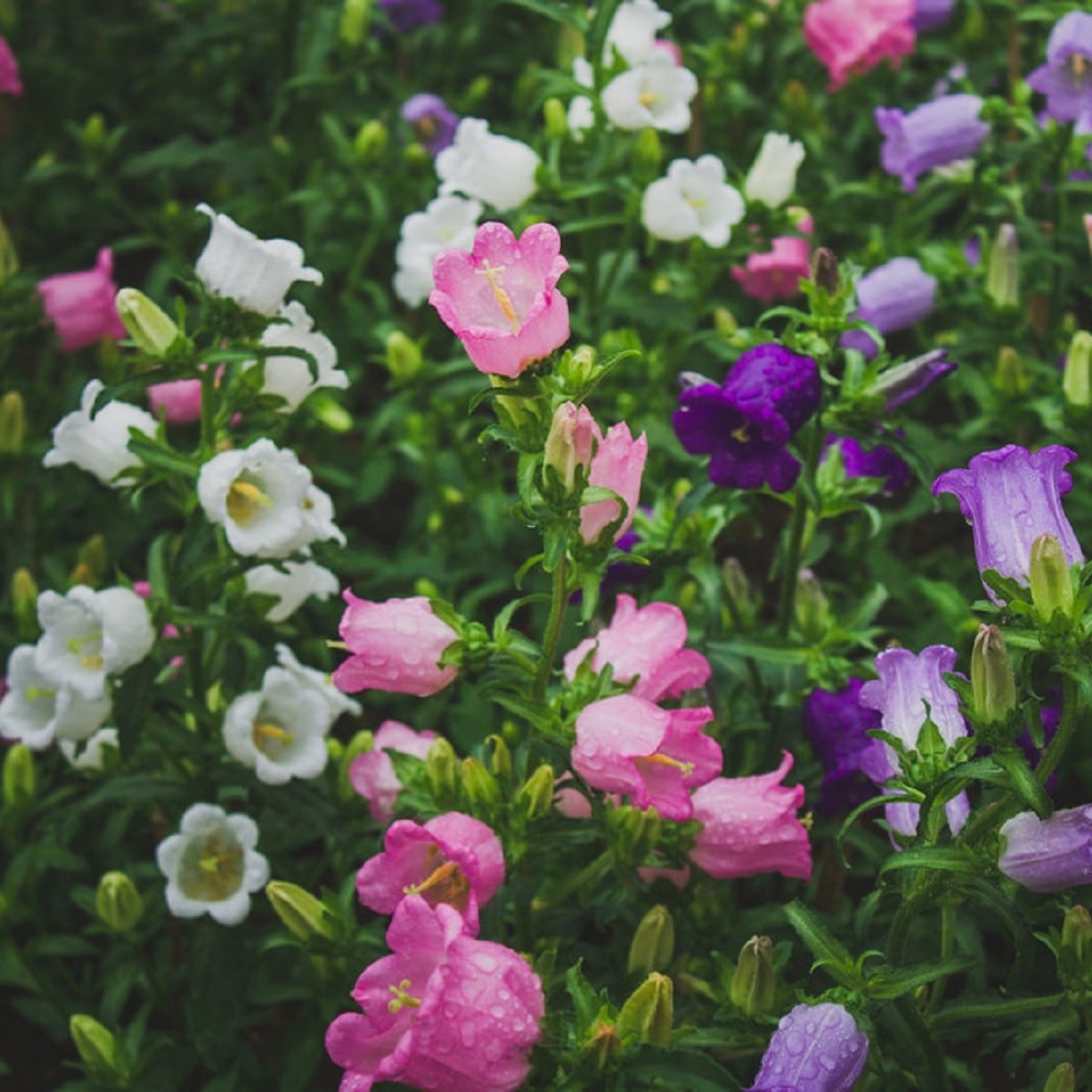 Zvonek plnokvětý - Campanula medium - osivo zvonku - 400 ks