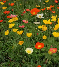 Mák islandský směs - Papaver nudicaule - osivo máku - 50 ks
