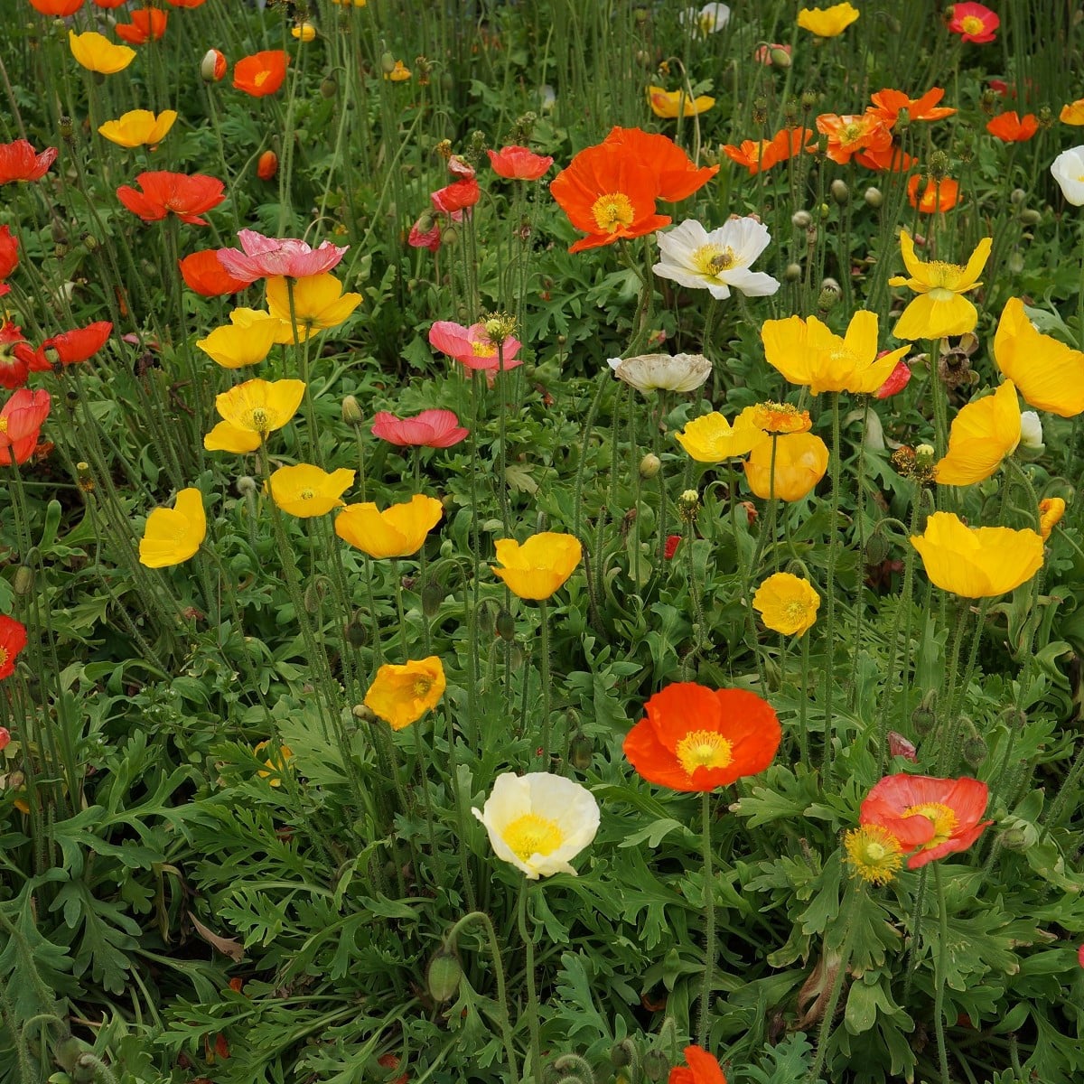 Mák islandský směs - Papaver nudicaule - osivo máku - 50 ks