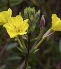 Pupalka dvouletá - Oenothera biennis - osivo pupalky - 150 ks