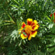 Aksamitník jednoduchý směs - Tagetes patula - osivo aksamitníku - 0,3 g