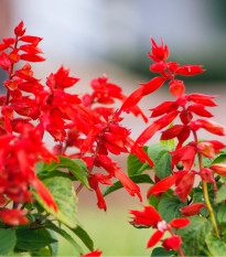 Šalvěj šarlatová Lady in Red - Salvia coccinea - osivo šalvěje - 10 ks