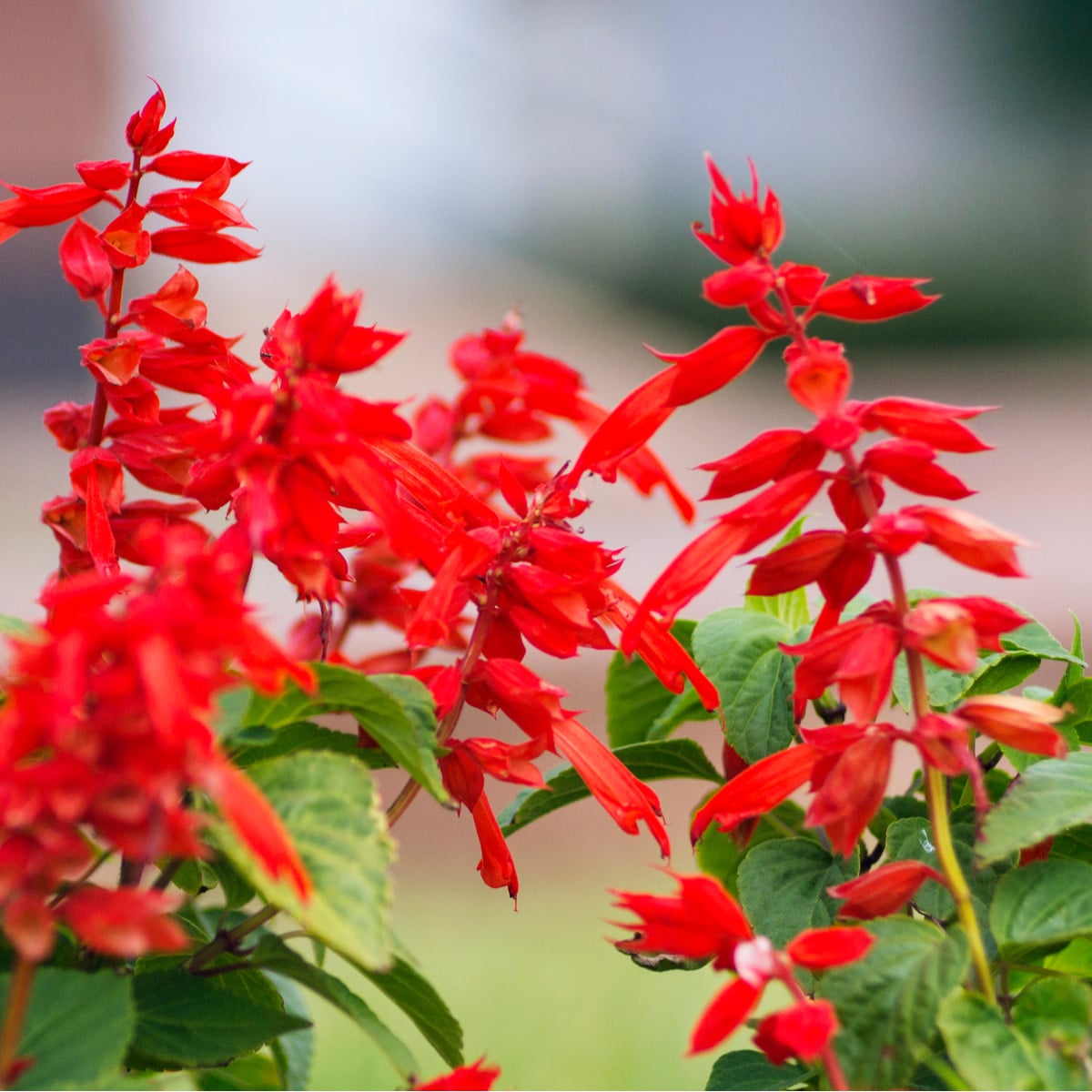 Šalvěj šarlatová Lady in Red - Salvia coccinea - osivo šalvěje - 10 ks