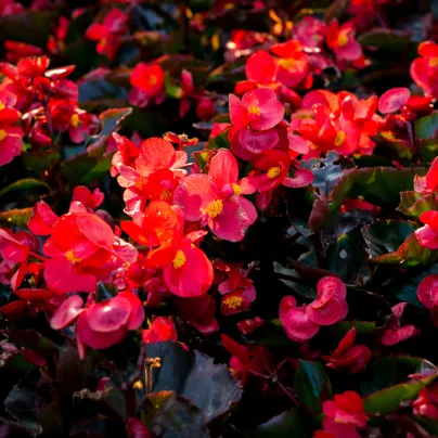 Begónie Big Red Green Leaf F1 - Begonia benariensis - osivo begónie - 8 ks