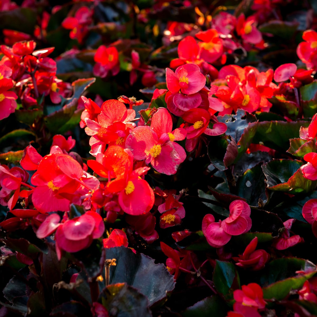 Begónie Big Red Green Leaf F1 - Begonia benariensis - osivo begónie - 8 ks