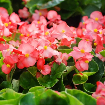 Begónie Big Rose Green Leaf F1 - Begonia benariensis - osivo begónie - 8 ks
