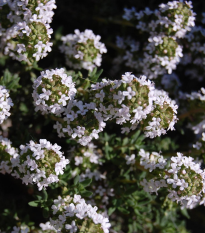 Tymián Orangelo - Thymus vulgaris - osivo tymiánu - 40 ks