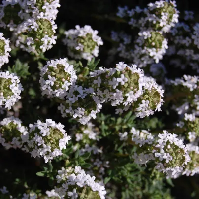 Tymián Orangelo - Thymus vulgaris - osivo tymiánu - 40 ks