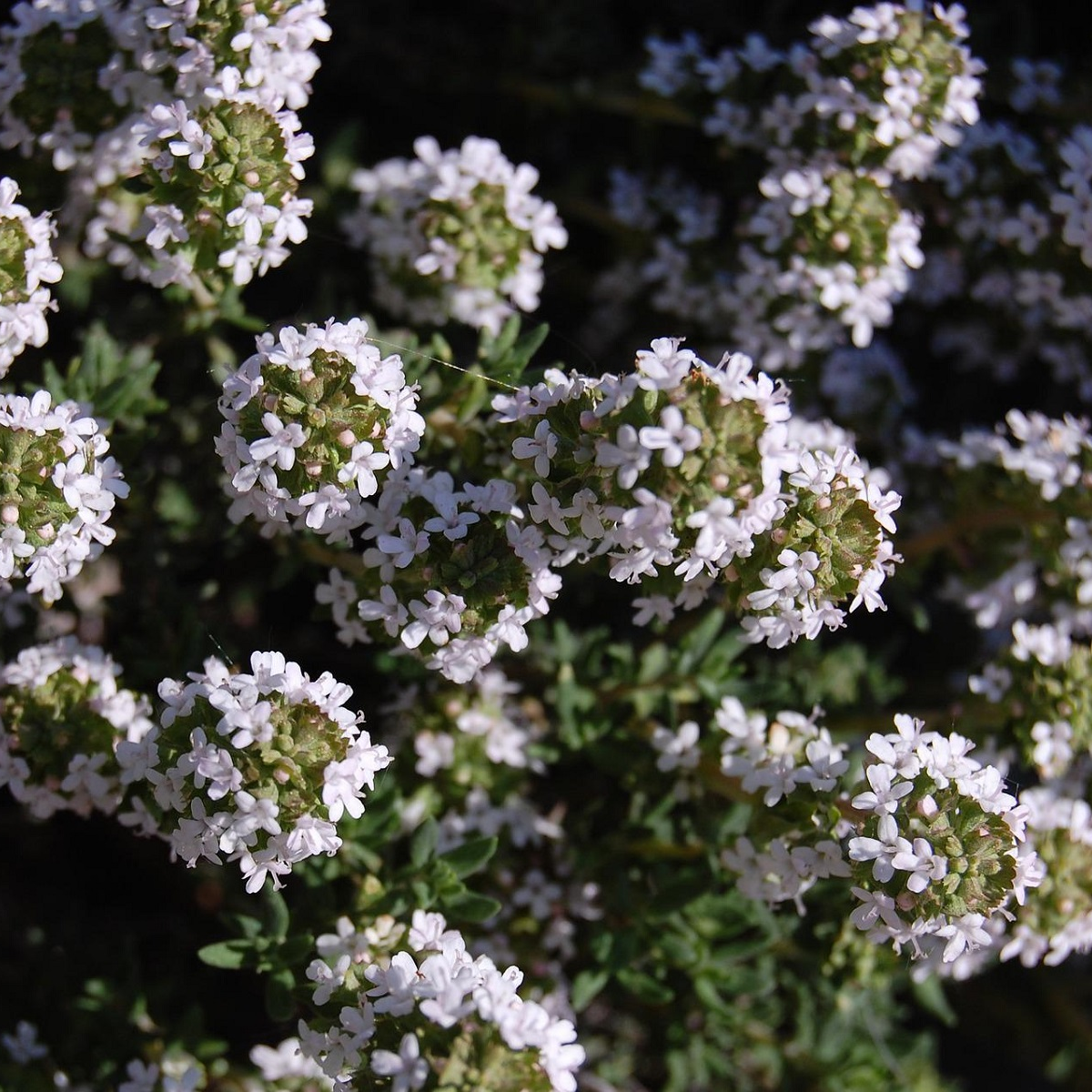 Tymián Orangelo - Thymus vulgaris - osivo tymiánu - 40 ks
