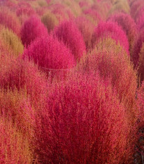 Bytel metlatý - Kochia trichophylla - osivo bytelu - 100 ks