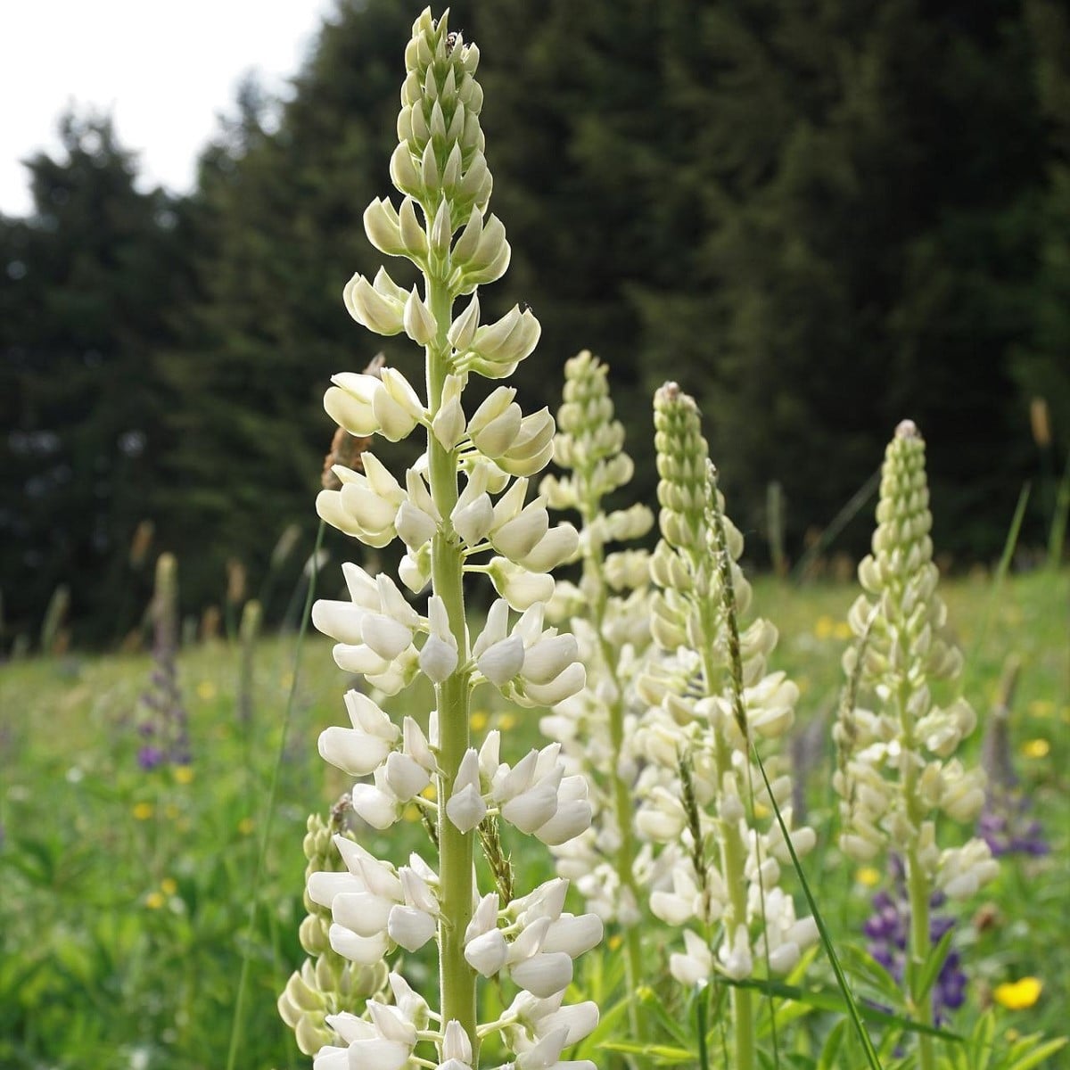 Lupina bílá - Lupinus polyphyllus - prostokořenná sazenice lupiny - 1 ks