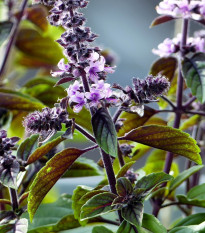 Bazalka skořicová - Ocimum basilicum - osivo bazalky - 50 ks